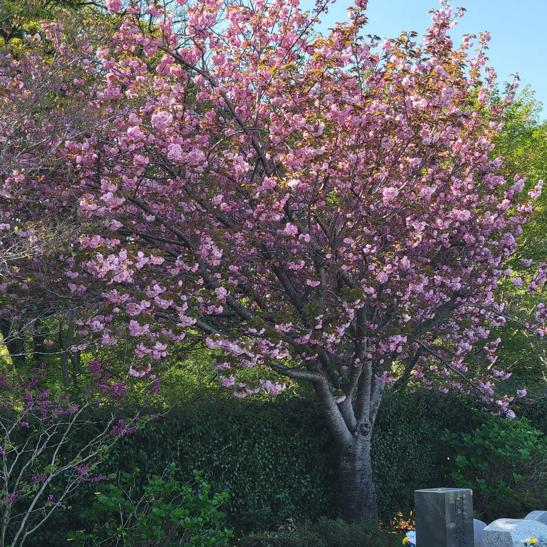 ガーデンニュータウン霊園、八重桜見頃です